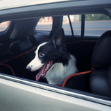iBuddy Dog Seat Cover Car Hammock — view 10