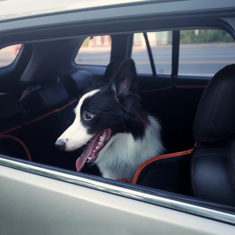 iBuddy Dog Seat Cover Car Hammock — view 10